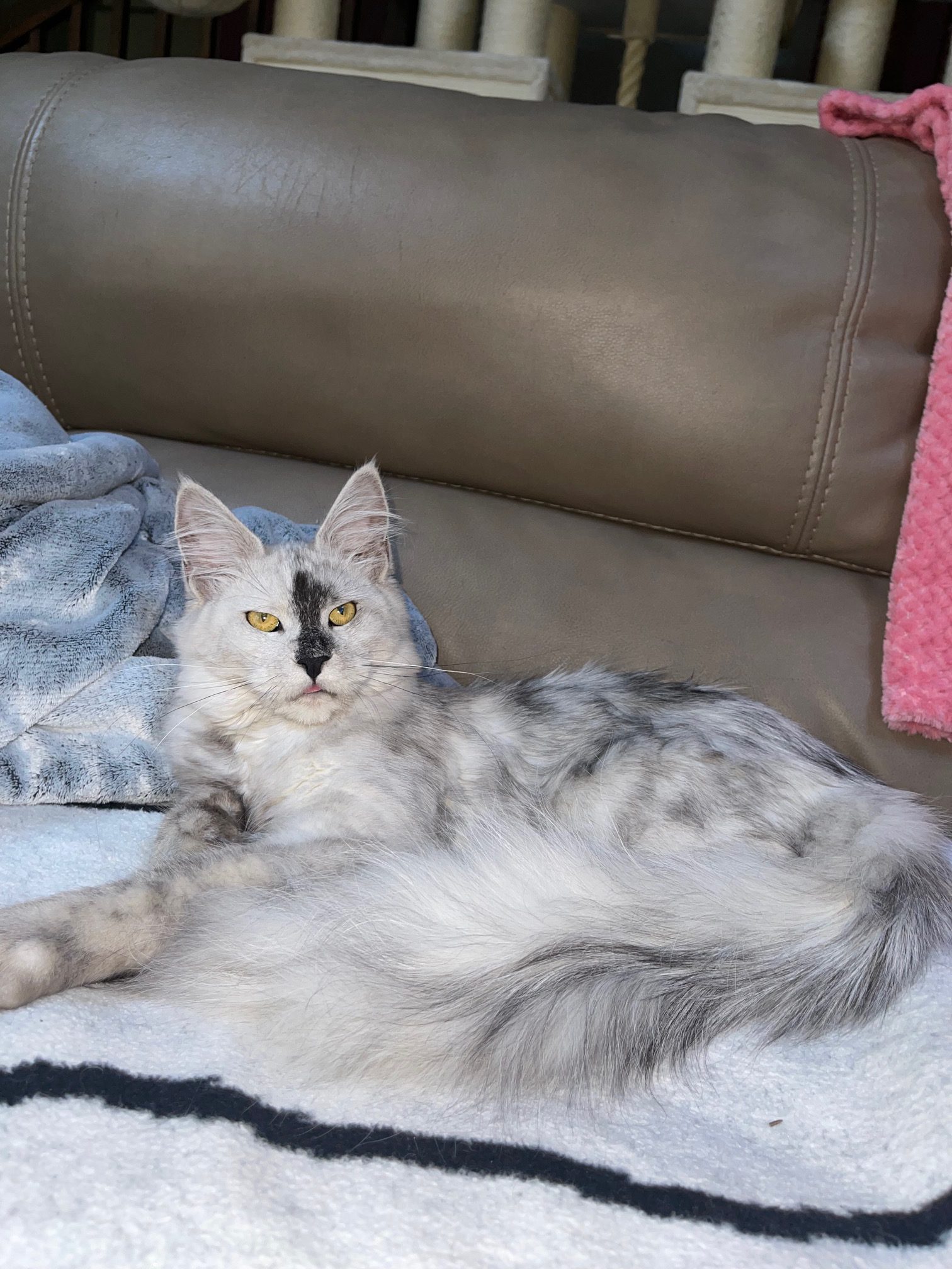 adult Maine Coon lies on the couch