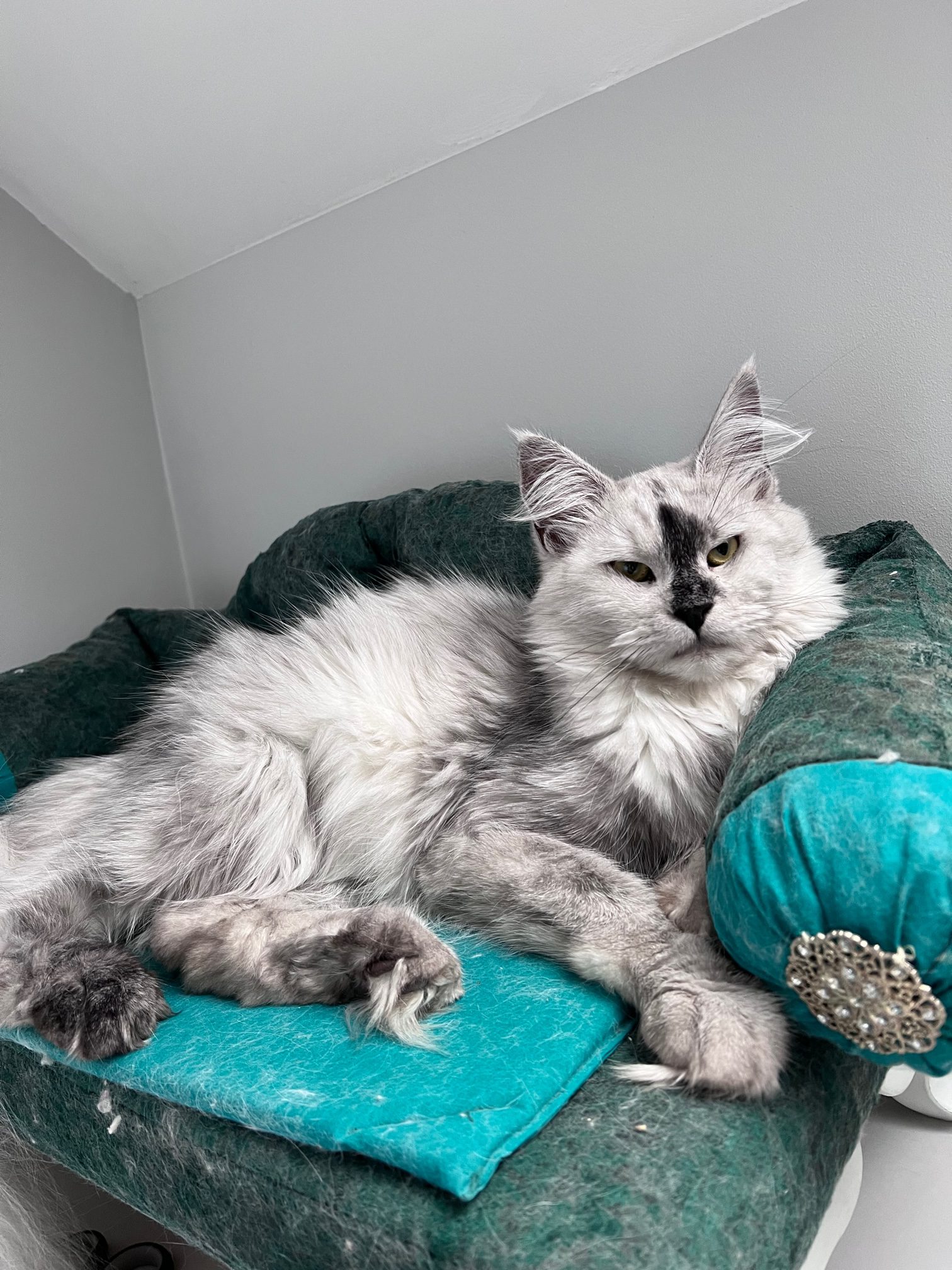 beautiful silver maine coon