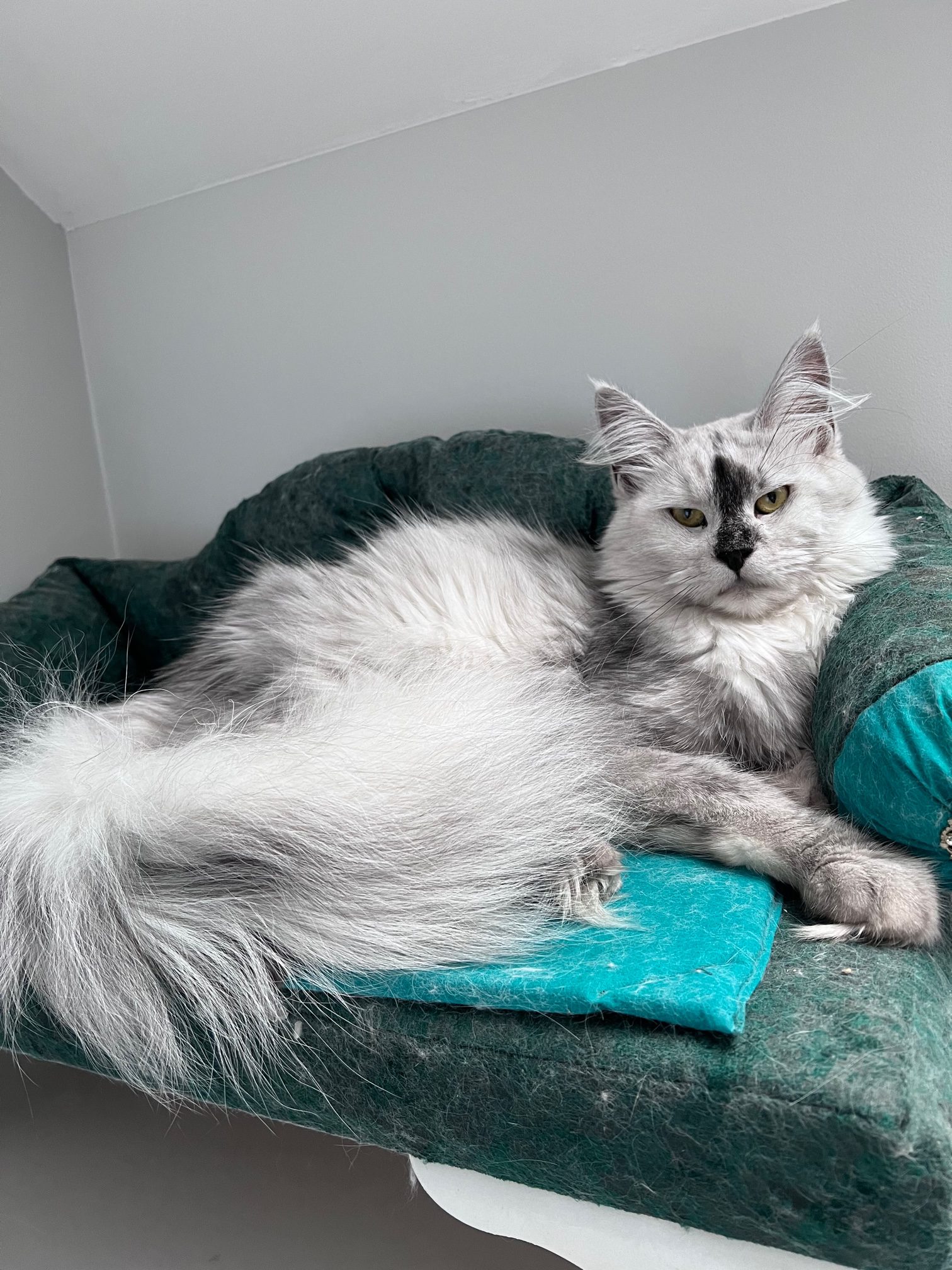 Maine Coon female adult
