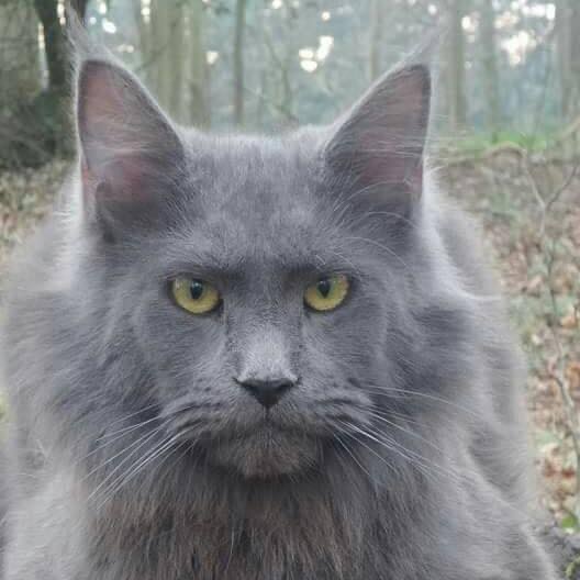 gray Maine Coon in the autumn forest