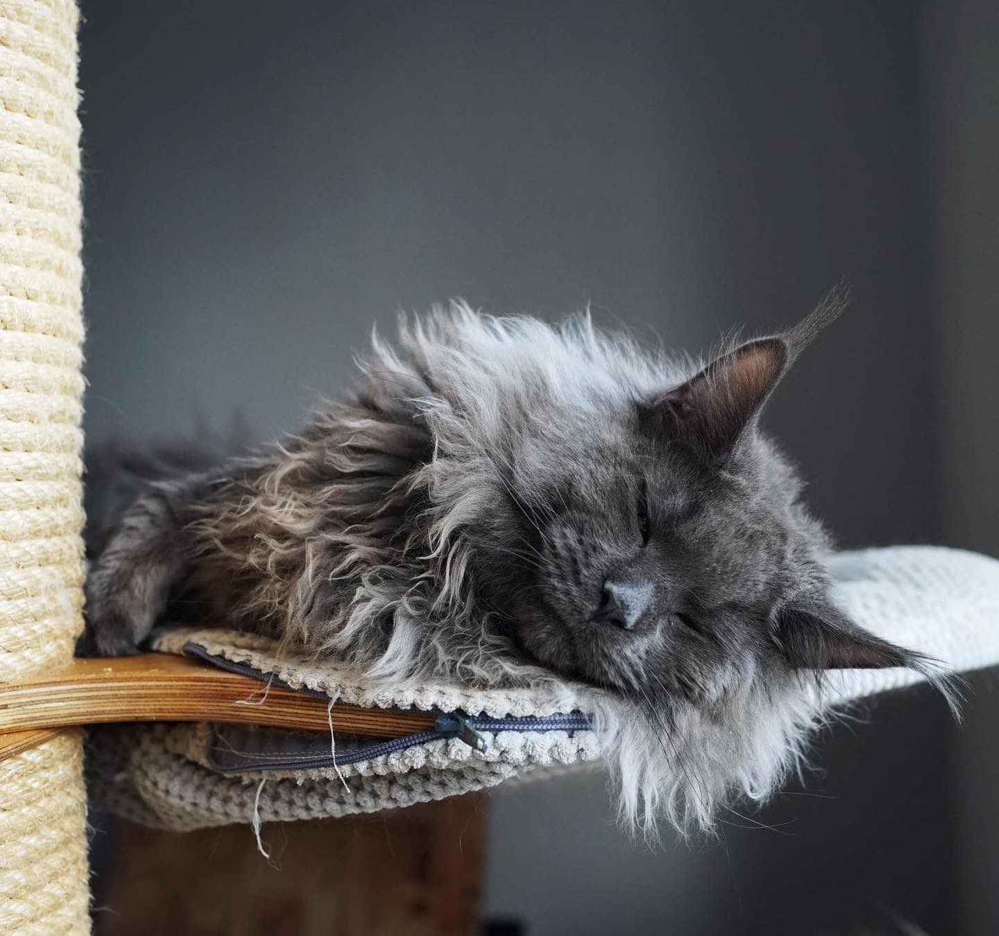Maine Coon sleeps on a scratching post