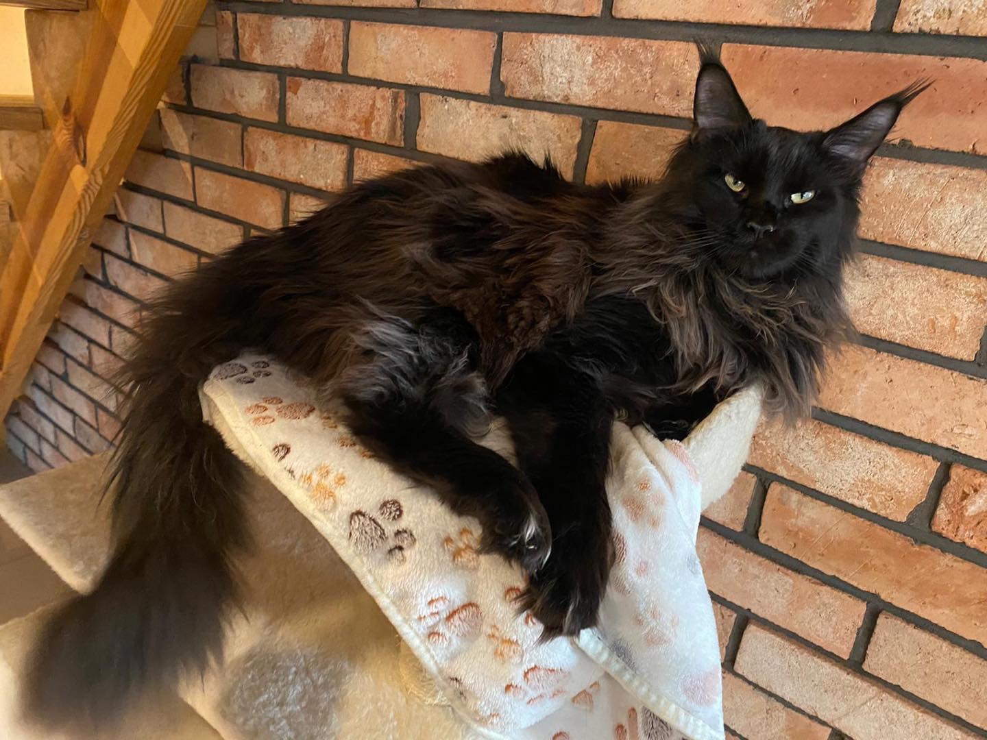 black with brown maine coon