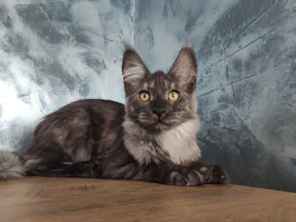 maine coon teenager