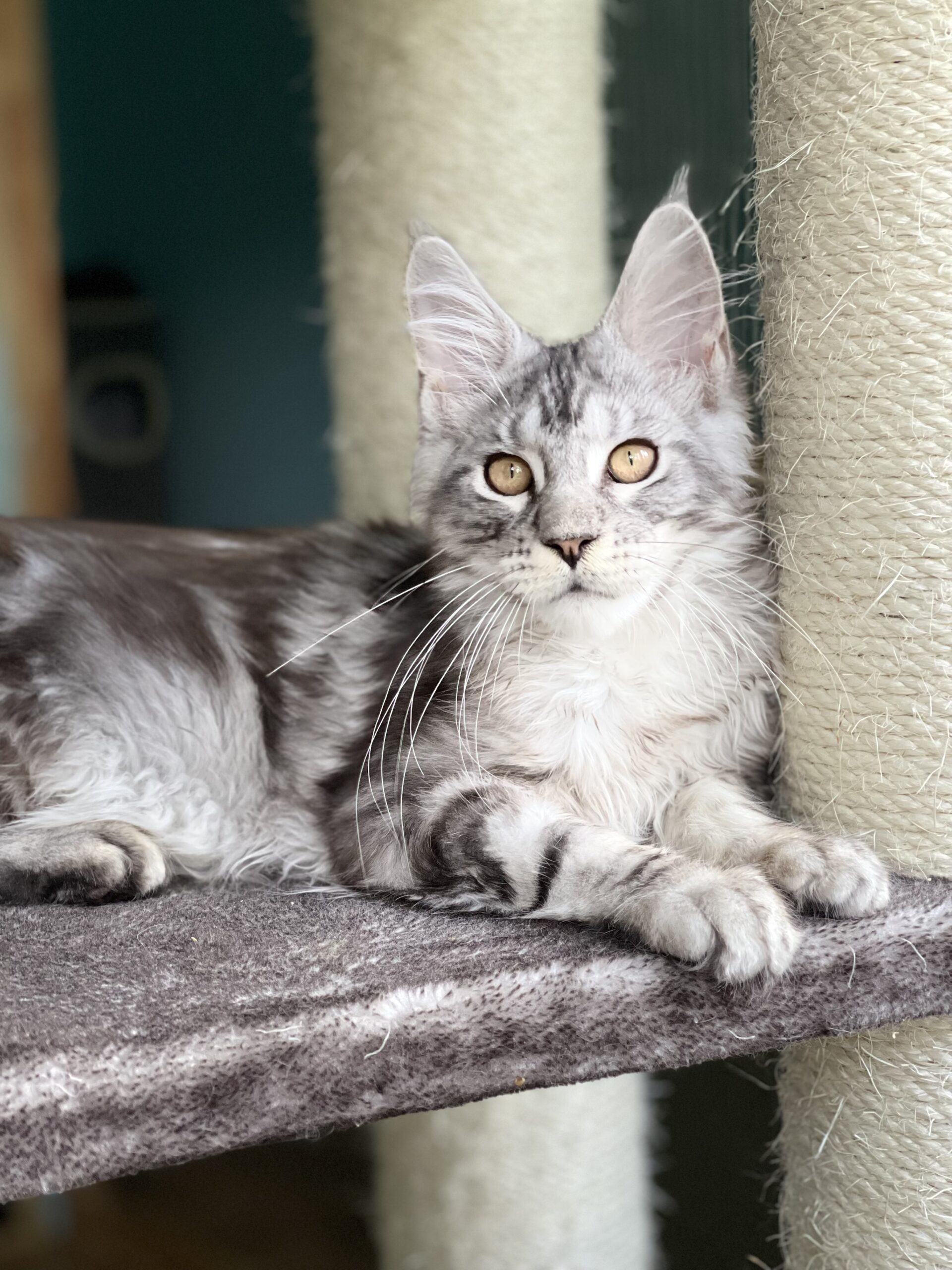 adult Maine Coon smoky gray color