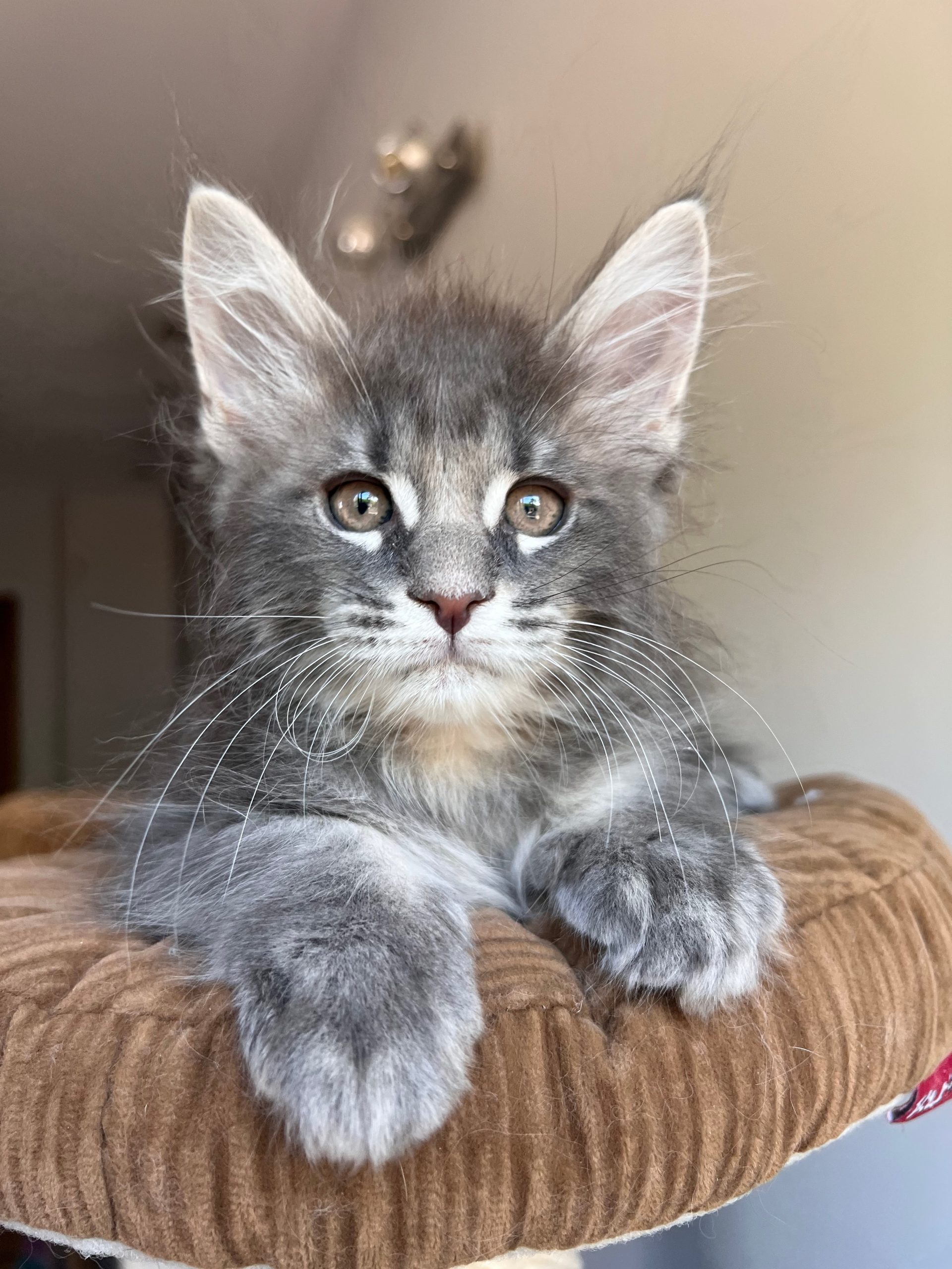 Available Kittens - MoonriseCoon